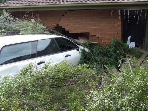 Driver and pets safe