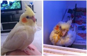Warning after bug kills bird