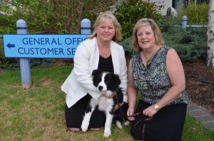 Council fees for pets