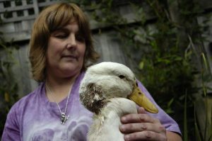 Lucky duck rescued in time