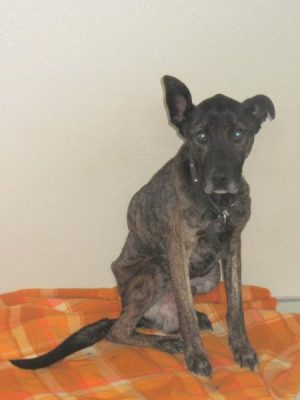 Hunt for owners after emaciated dog found