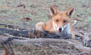 Fox pack prowls