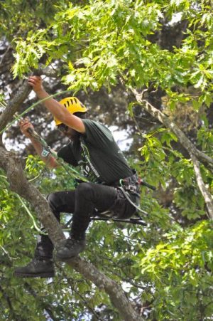 Climbers in action
