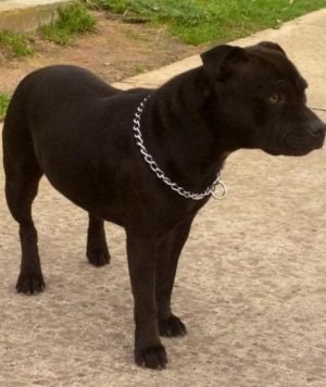 Plea for missing family pet