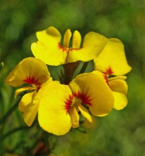 Knowledge blooms on rare plants