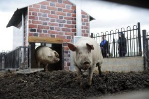 New digs for pigs