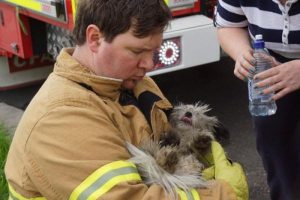 Award for dog rescue