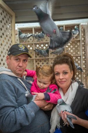 Prized pigeons pinched