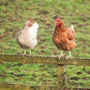 Expo showcases life on the land