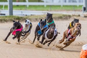 Scandal hits trainers