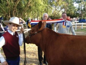 Prized cattle show