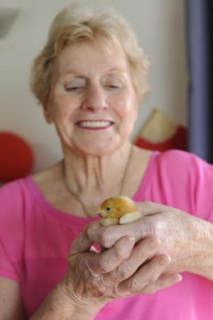 Chicks make seniors’ day