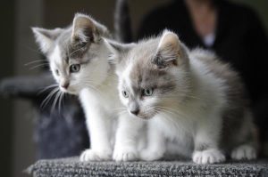 Give cats a chance