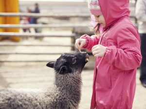 Animal farm and camel rides
