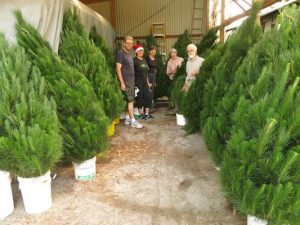 Tree cheer has ripples overseas