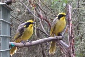 Rare bird to make welcome return