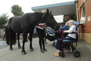 Horses welcome by all accounts