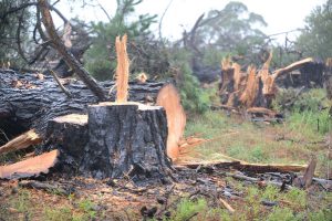 ‘Timber’ for old trees