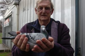 Pigeon call for pergola shelter