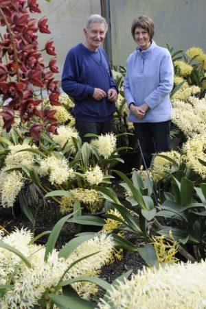 All kinds of orchids on display