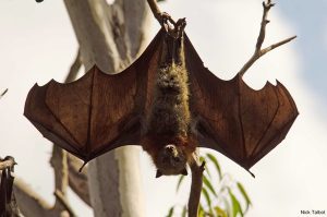 Bats out of Berwick