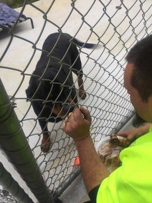 Man hounded, dog impounded