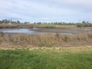 Creek wildlife welfare underway