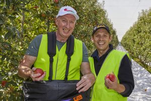 Fruit supply for the needy
