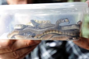Dangerous parcel delivered from the wild