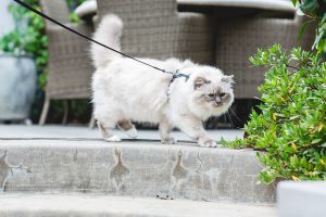 Pet rego reminder