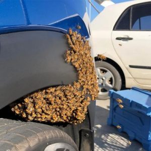 Bees swarm car