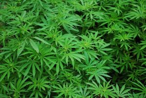 Cannabis seized