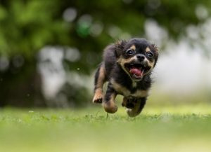 New off-leash dog park for the south-east