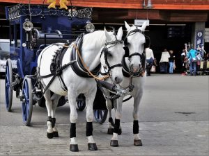 Horse carriage protest takes to Endeavour Hills