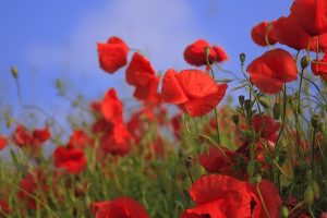 Support veterans, buy a poppy