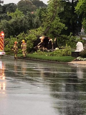 Strong winds bring trees down