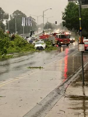 Historic trees come down