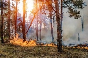Preparing for fire season