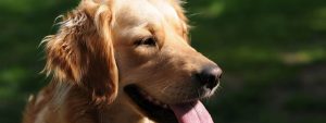 Ensure your pet’s registration is up to date