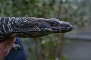 Reptile smuggling raid in Narre Warren
