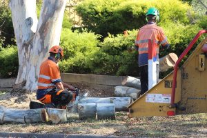 Shock at felling of trees