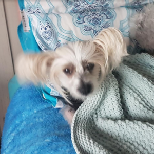 Runaway pet found