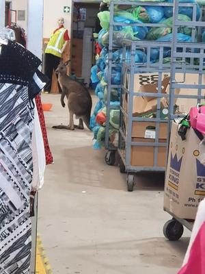 Hop-shopping