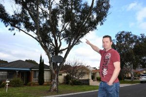 ‘Dangerous’ tree the root of all trouble