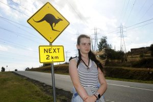 Hi-tech bollards aim to reduce roadkill