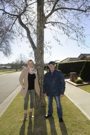 Council to get rid of plane trees
