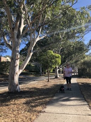 Trees to stay