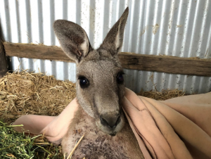 Roo left for dead in ‘disgusting act of cruelty’