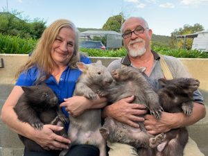 Wombats find a new home