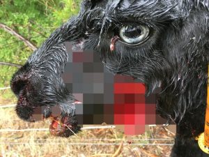 Alpaca mauled in attack